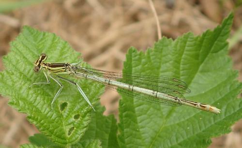 Platycnemis pennipes